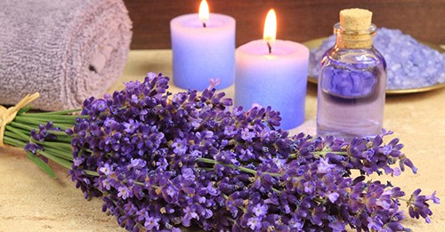 Phong thủy hoa oải hương: Không chỉ có mùi hương, hoa hỗ trợ cho bạn có cuộc sống hạnh phúc